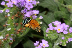 Amegilla cingulata