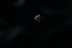 Coleosoma