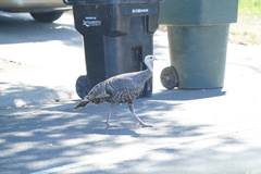 Meleagris gallopavo intermedia