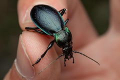 Carabus nemoralis prasinotinctus
