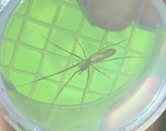 Tetragnatha laboriosa