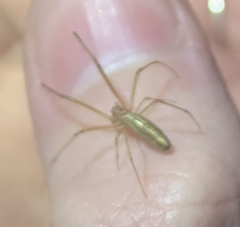 Tetragnatha laboriosa