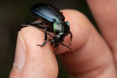 Carabus nemoralis prasinotinctus
