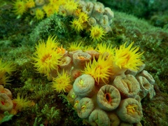 Tubastraea coccinea