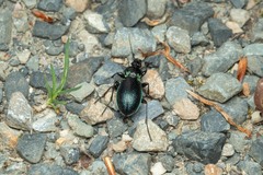 Carabus nemoralis prasinotinctus