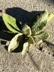 Verbascum thapsus