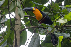 Ramphastos vitellinus ariel