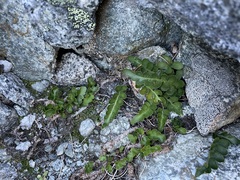 Polypodium amorphum