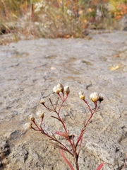 Solidago ptarmicoides
