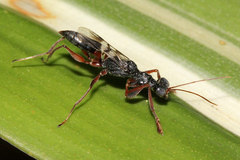 Dryinidae