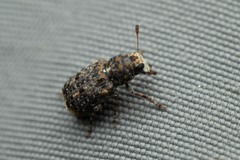Dissoleucas niveirostris