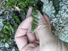 Polypodium amorphum