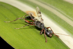 Dryinidae