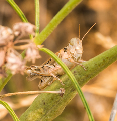 Melanoplus devastator