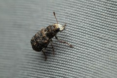 Dissoleucas niveirostris