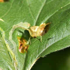 Misumenops