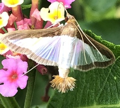 Diaphania hyalinata