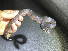 Nerodia fasciata pictiventris