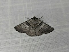 Hypobapta diffundens