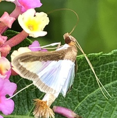 Diaphania hyalinata