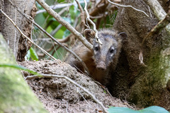 Nasua nasua