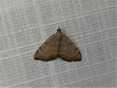 Chrysolarentia mecynata