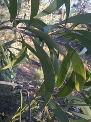 Acacia implexa