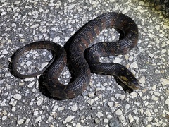 Nerodia fasciata pictiventris