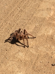 Grammostola rosea
