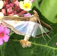 Diaphania hyalinata