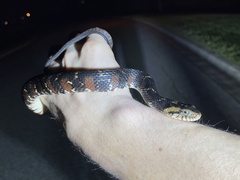 Nerodia fasciata pictiventris