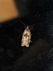 Barea melanodelta