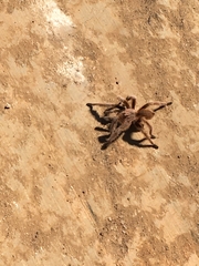 Grammostola rosea