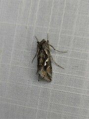 Chrysodeixis argentifera