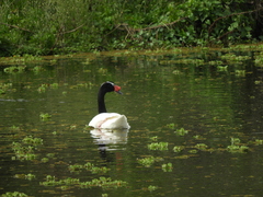 Cygnus melancoryphus