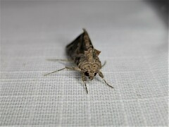 Chrysodeixis argentifera