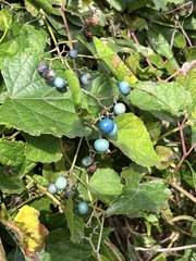 Ampelopsis cordata