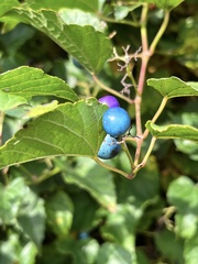 Ampelopsis cordata
