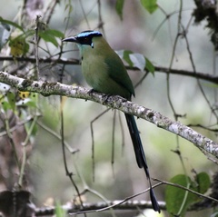 Momotus aequatorialis