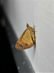 Chrysolarentia mecynata