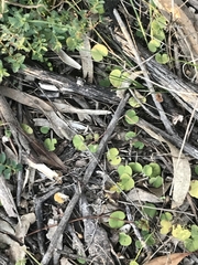 Dichondra repens