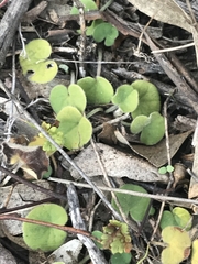 Dichondra repens