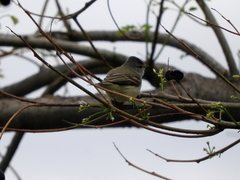 Camptostoma obsoletum