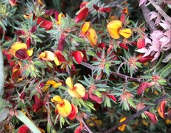 Pultenaea canaliculata