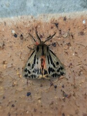 Ardices curvata