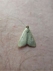 Hypsopygia albidalis