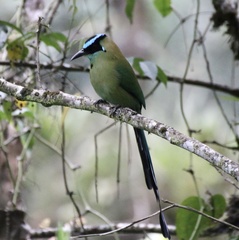 Momotus aequatorialis