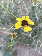 Encelia asperifolia