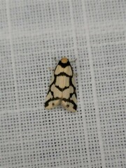 Scaptesyle dichotoma