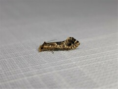 Moerarchis inconcisella